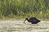 Glossy ibis (Plegadis falcinellus) in a Camargue marsh, Bouches-du-Rhône, France