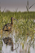 Glossy ibis (Plegadis falcinellus) in a Camargue marsh, Bouches-du-Rhône, France