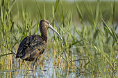 Glossy ibis (Plegadis falcinellus) in a Camargue marsh, Bouches-du-Rhône, France