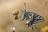 Scarce swallowtail (Iphiclides podalirius) in a meadow to the small morning waiting for the first rays of sun. Gironde - Nouvelle-Aquitaine - France.