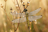 Black-tailed skimmer (Orthetrum cancellatum)Female in the early morning among tall grass of a meadow. Gironde - Nouvelle-Aquitaine - France.