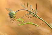 Juvenile Praying mantis (Mantis religiosa) on a wild carrot sprout in a meadow. Gironde - Nouvelle-Aquitaine - France.