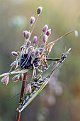 Cone head mantis (Empusa pennata) female on fiel garlic inflorescence (Allium oleraceum) in a meadow. Gironde - Nouvelle-Aquitaine - France.