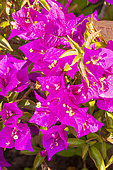 Great Bougainvillea, Bougainvillea spectabilis, flowers