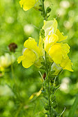 Sonnet Yellow' F1 Snapdragon, Antirrhinum majus 'Sonnet Yellow' F1', flowers