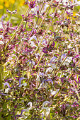 Clary Sage, Salvia sclarea var. turkestanica, flowers