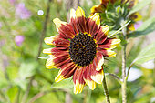 Common Sunflower, Helianthus annuus 'Florenza', flower