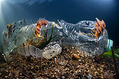 Four-colour nudibranch (Godiva quadricolor) on a plastic bottle in Laguna Torrefumo, Mediterranean sea, Italy