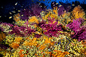 Mediterranean moray (Muraena helena), coral and sea fan, Ischia Island, Tyrrhenian Sea, Mediterranean Sea