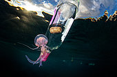 Mauve stinger jellyfish (Pelagia noctiluca) and bottle floating on the surface, Gulf of Naples, Mediterranean sea, Italy