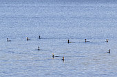 Great cormorant (Phalacrocorax carbo) Group fishing in winter, Etangs de Blenod, Lorraine, France