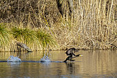 Great cormorant (Phalacrocorax carbo) Adult flying over the surface of a pond in winter, Pont à Mousson area, Lorraine, France