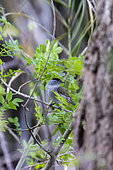 Fauvette à tête noire (Sylvia atricapilla) Mâle dans un buisson au printemps, Ripisylve du Gapeau à Hyères, Var, France