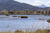 Flamingos and waders in the Redon marsh in spring, Etang forming part of the protected area of the Hyères salt marshes, Var, France