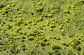 Parrot Feather Watermilfoil (Myriophyllum aquaticum) Invasive plant colonising ditches in the Lieurette LPO refuge area, Detail of flowers on the surface in duck, near Hyères, Var, France
