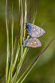 Argus (Lycaenidae sp) Mating in the grass in spring, Meadow near Hyères, Var, France
