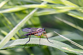 Robber fly (Asilidae sp) in the vegetation in spring, Countryside near Hyères, Var, France