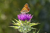 Knapweed Fritillary (Melitaea phoebe) foraging on a thistle flower in spring, Countryside near Hyères, Var, France