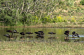 Glossy ibis (Plegadis falcinellus) Group looking for food in a pond at the Lieurette LPO refuge in spring near Hyères, Var, France