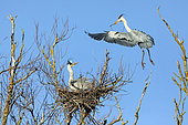 Grey Heron (Ardea cinerea) Couple with brooding female and male bringing back a branch to consolidate the nest at the end of winter on the banks of the Moselle, Lorraine, France