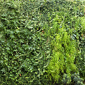 Green wall with different plants in shades of green in a shopping centre patio, Nancy, Lorraine, France