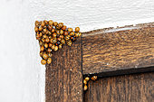 Asian ladybirds (Harmonia axyridis) introduced for crop protection, hibernating together at the end of winter in the entrance to a pavilion, Lorraine countryside, France