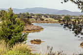 Landscape of the Vieux Salins reserve managed by Toulon Provence Méditerranée and monitored ornithologically by the LPO PACA. View of one of the old basins with the Maures massif in the background in spring. Hyères, Var, France