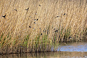 Barn swallows (Hirundo rustica) and bank swallows (Riparia riparia) Staging group in a reedbed in spring, Etangs de l'espace nature à La Garde, Var, France
