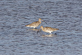 Eurasian Curlew (Numenius arquata) 2 adults staging in a basin of the old Hyères salt marshes in search of food in the mud in spring, Var, France