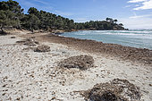 Landscape of the Var coastline in spring, view of a small sandy beach with banks of posidonia with a choppy sea on a very windy day, Var, France