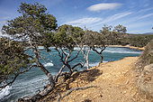 Landscape of the Var coastline in spring, view of the coastal path from the end of Estagnol beach, Bormes les Mimosas, Var, France