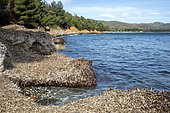 Landscape of the Var coastline in spring, detail of Posidonia banks accumulating in a cove along the coastal path, near Bormes les Mimosas, Var, France