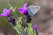 Chalkhill Blue (Lysandra coridon) foraging for butterfly lavender (Lavandula stoechas) in spring, Maures scrubland near Hyères, Var, France