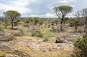 Landscape of the Plaine des Maures in spring, an area partially spared and regreening after the fire of 2021, near Les Mayons, Var, France