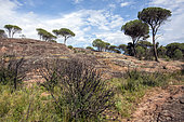 Landscape of the Plaine des Maures in spring, an area partially spared and regreening after the fire of 2021, Surroundings of the Lac des Escarcets, Var, France