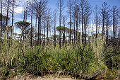 Landscape of the Plaine des Maures in spring, an area partially spared and regreening after the fire of 2021, Surroundings of the Lac des Escarcets, Var, France