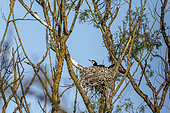 Great Cormorant (Phalacrocorax carbo) Adult incubating in a nest on a large willow tree in spring on the banks of the Moselle near Pont à Mousson, Lorraine, France