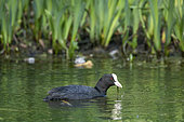 Coot (Fulica atra) foraging on the surface of a pond in spring, Small pond along the Moselle near Pont à Mousson, Lorraine, France