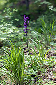 Orchis mâle (Orchis mascula) Plant en fleurs au printemps en pleine forêt de feuillus aux environs de Belleville, Lorraine, France