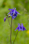 European columbine (Aquilegia vulgaris) detail of the flowers of a plant growing along a forest path in spring, Belleville Forest, Lorraine, France