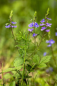 Speedwell (Veronica persica) in bloom at the edge of a deciduous forest in spring near Belleville, Lorraine, France