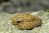 Asp Viper (Vipera aspis) curled up on a rock basking in the summer sun on a limestone coastal wasteland, Lorraine countryside, France