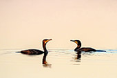 Great Cormorant (Phalacrocorax carbo) 2 adults on the surface of an old dock at the Pesquiers salt marshes in summer, Hyères, Var, France
