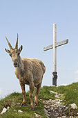 Alpine Ibex (Capra ibex) female, in the Alps, Canton of Fribourg, Switzerland