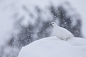 Rock Ptarmigan (Lagopus mutus) female in snow, in the Vaud Alps, Switzerland.