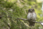 Pygmy Owl (Glaucidium passerinum) on a branch, Jura, France