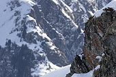 Rock Ptarmigan (Lagopus mutus) male in the snow, Valais Alps, Switzerland.
