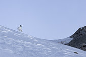 Mountain hare (Lepus timidus) on snow, in the Vaudois Alps, Switzerland.