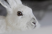 Mountain hare (Lepus timidus), on snow in the Vaud Alps, Switzerland