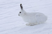 Mountain hare (Lepus timidus), on snow in the Vaud Alps, Switzerland.